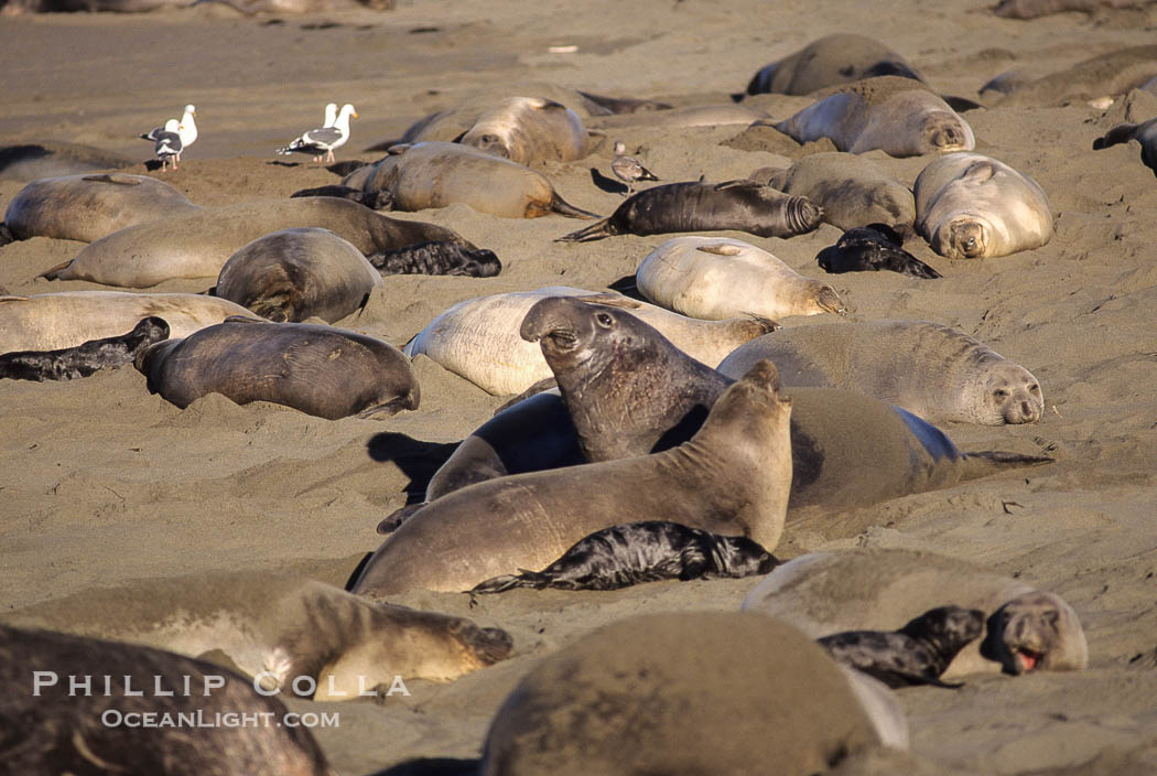 Juvenile northern elephant seals., Mirounga angustirostris, natural history stock photograph, photo id 10059