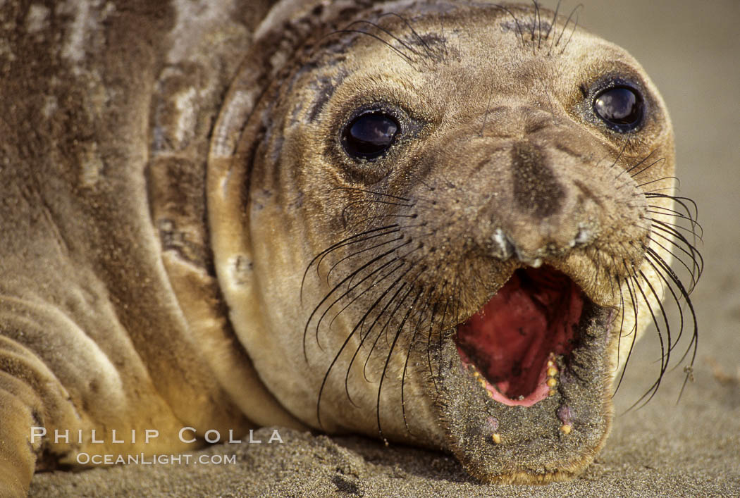 Juvenile northern elephant seal. Piedras Blancas, San Simeon, California, USA, Mirounga angustirostris, natural history stock photograph, photo id 10053