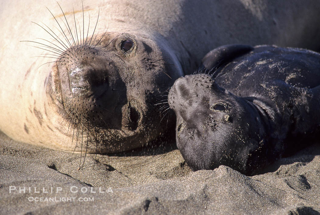 Baby northern elephant seal near its mother., Mirounga angustirostris, natural history stock photograph, photo id 10061