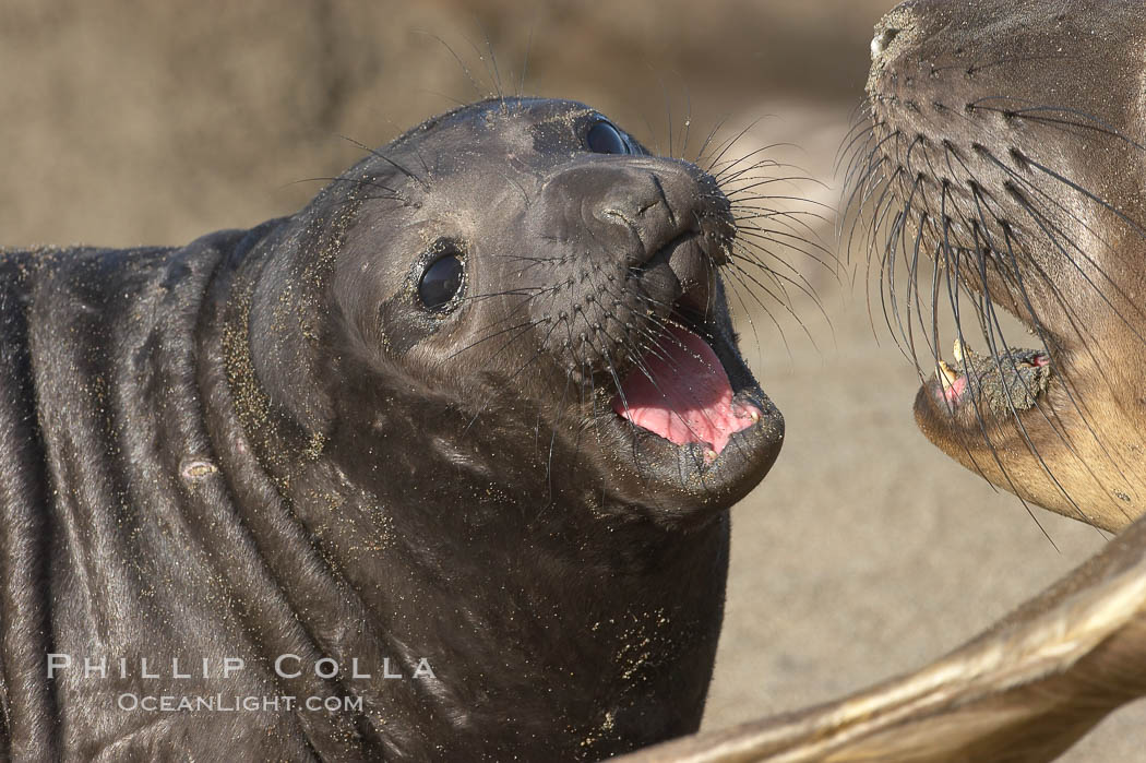 Elephant seal mother and pup vocalize to one another constantly, likely to reassure the pup and confirm the maternal identity on a crowded beach.  Central California, Mirounga angustirostris, Piedras Blancas, San Simeon