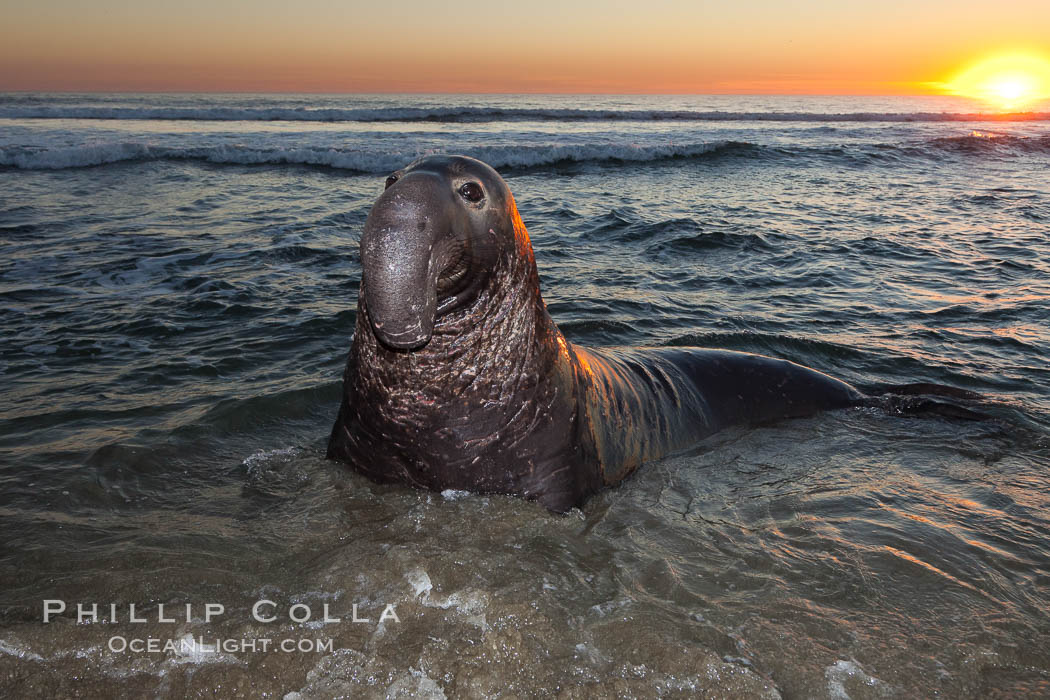 Northern elephant seal., Mirounga angustirostris, natural history stock photograph, photo id 26698