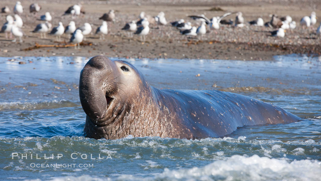 Northern elephant seal., Mirounga angustirostris, natural history stock photograph, photo id 26702