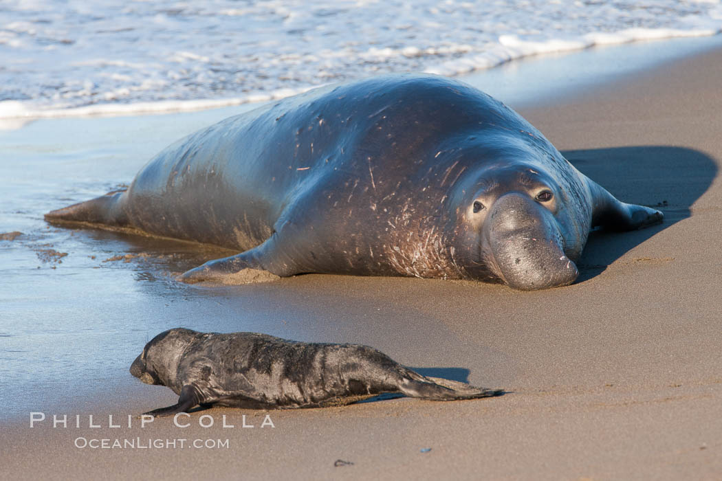 Northern elephant seal., Mirounga angustirostris, natural history stock photograph, photo id 26706