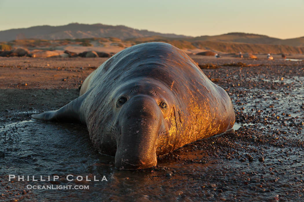 Northern elephant seal., Mirounga angustirostris, natural history stock photograph, photo id 26710