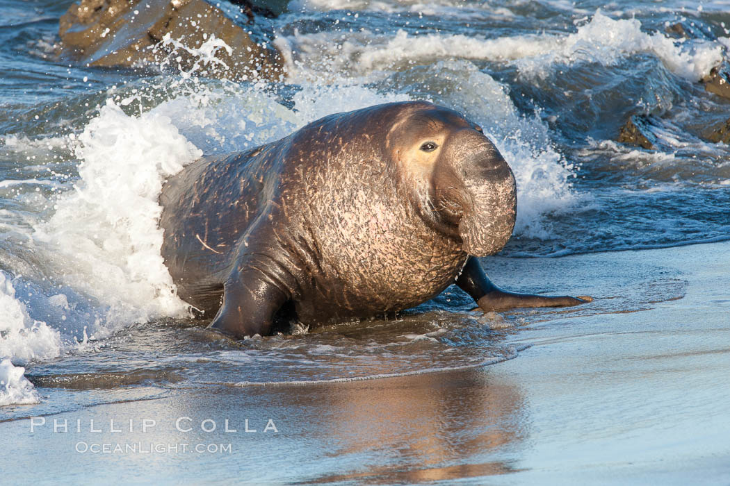 Northern elephant seal., Mirounga angustirostris, natural history stock photograph, photo id 26714