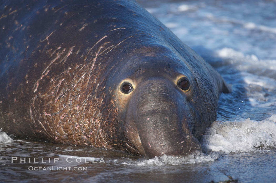 An adult male elephant seal rests on a wet beach.  He displays the enormous proboscis characteristic of male elephant seals as well as considerable scarring on his neck from fighting with other males for territory.  Central California. Piedras Blancas, San Simeon, USA, Mirounga angustirostris, natural history stock photograph, photo id 15438