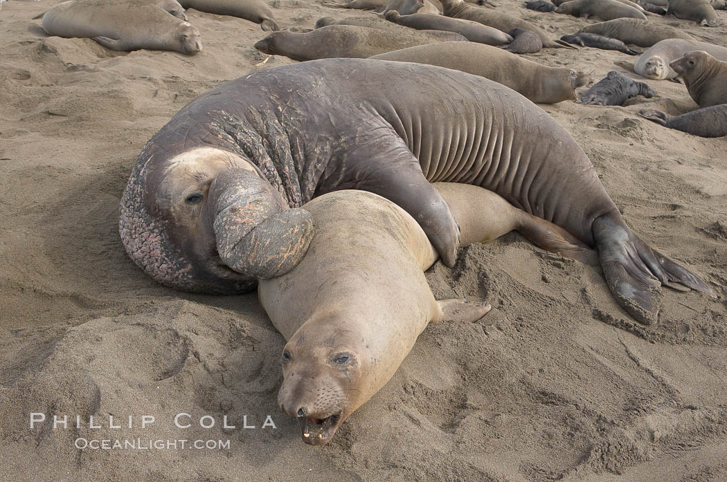 A bull elephant seal forceably mates (copulates) with a much smaller female, often biting her into submission and using his weight to keep her from fleeing.  Males may up to 5000 lbs, triple the size of females.  Sandy beach rookery, winter, Central California. Piedras Blancas, San Simeon, USA, Mirounga angustirostris, natural history stock photograph, photo id 15450