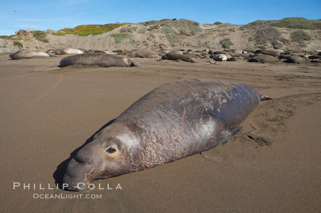 An adult male elephant seal stretches out and rests on a sandy Central California beach.  This male will fast from December through March as it pursues females and fights for beach territory.  Winter, Central California. Piedras Blancas, San Simeon, USA, Mirounga angustirostris, natural history stock photograph, photo id 15502