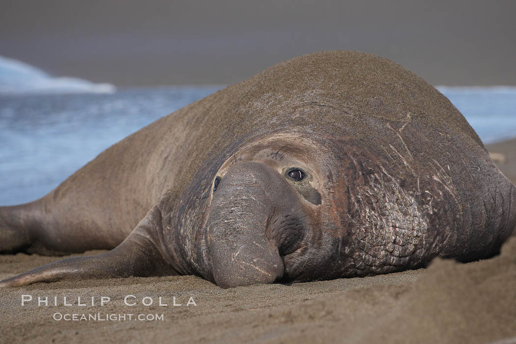 An adult male elephant seal rests on a sandy beach.  He shows the enormous proboscis characteristic of male elephant seals, as well as considerable scarring on his neck from fighting with other males for territory.  Central California. Piedras Blancas, San Simeon, USA, Mirounga angustirostris, natural history stock photograph, photo id 15440