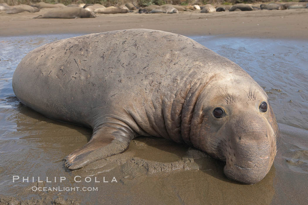 Adult male elephant seal lies on wet sand displaying the huge proboscis that is characteristic of this species.  Winter, Central California. Piedras Blancas, San Simeon, USA, Mirounga angustirostris, natural history stock photograph, photo id 15444