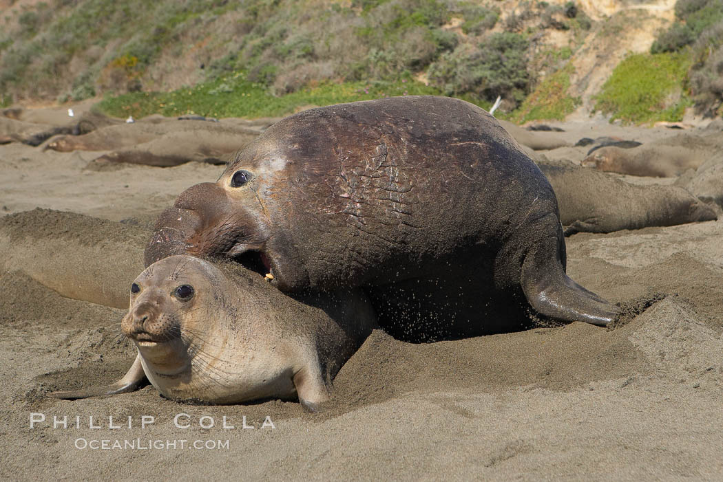 A bull elephant seal forceably mates (copulates) with a much smaller female, often biting her into submission and using his weight to keep her from fleeing.  Males may up to 5000 lbs, triple the size of females.  Sandy beach rookery, winter, Central California. Piedras Blancas, San Simeon, USA, Mirounga angustirostris, natural history stock photograph, photo id 15448