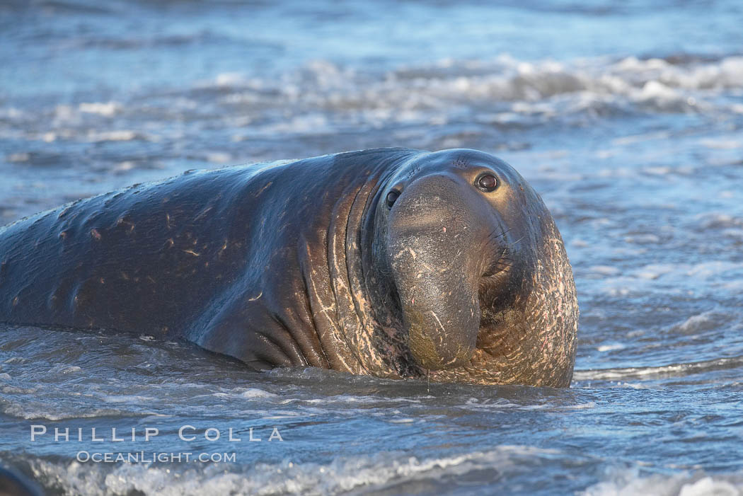 Adult male elephant seal in the surf, displaying the huge proboscis that is characteristic of this species.  Winter, Central California. Piedras Blancas, San Simeon, USA, Mirounga angustirostris, natural history stock photograph, photo id 15435