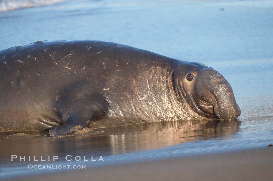 An adult male elephant seal rests on a wet beach.  He displays the enormous proboscis characteristic of male elephant seals as well as considerable scarring on his neck from fighting with other males for territory.  Central California. Piedras Blancas, San Simeon, USA, Mirounga angustirostris, natural history stock photograph, photo id 15443