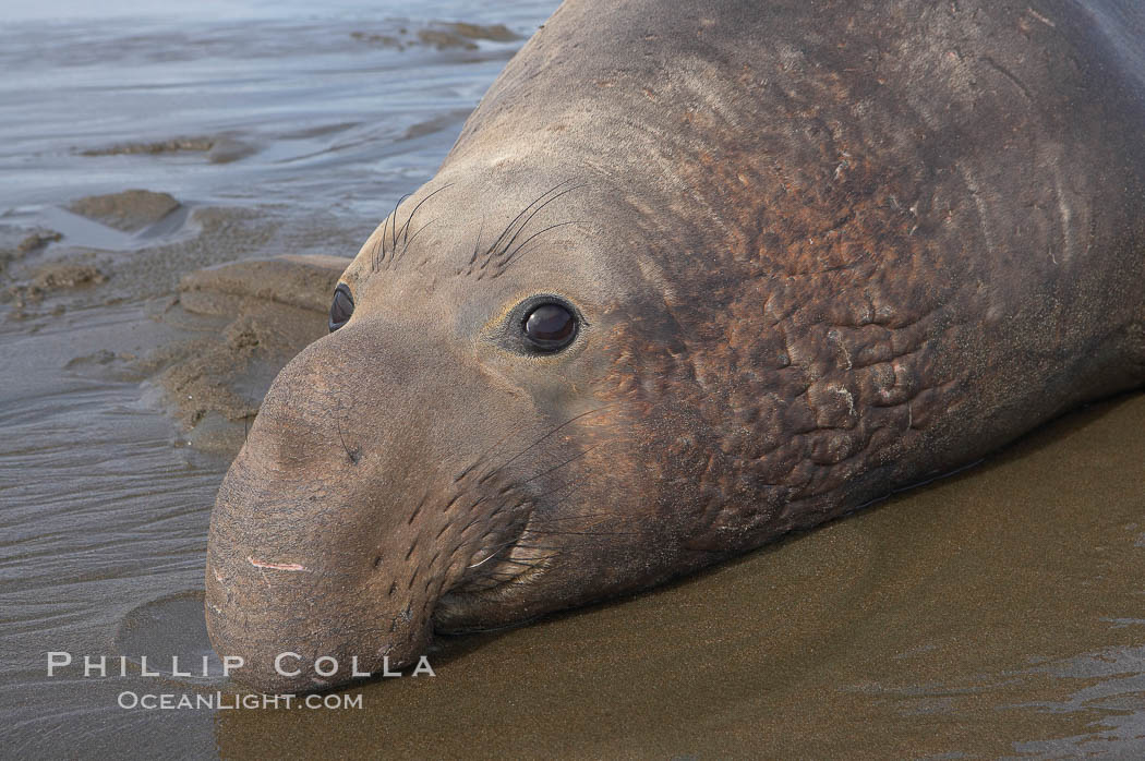Bull elephant seal lies on the sand.  This old male shows the huge proboscis characteristic of this species, as well as considerable scarring on his chest and proboscis from many winters fighting other males for territory and rights to a harem of females.  Sandy beach rookery, winter, Central California. Piedras Blancas, San Simeon, USA, Mirounga angustirostris, natural history stock photograph, photo id 15503