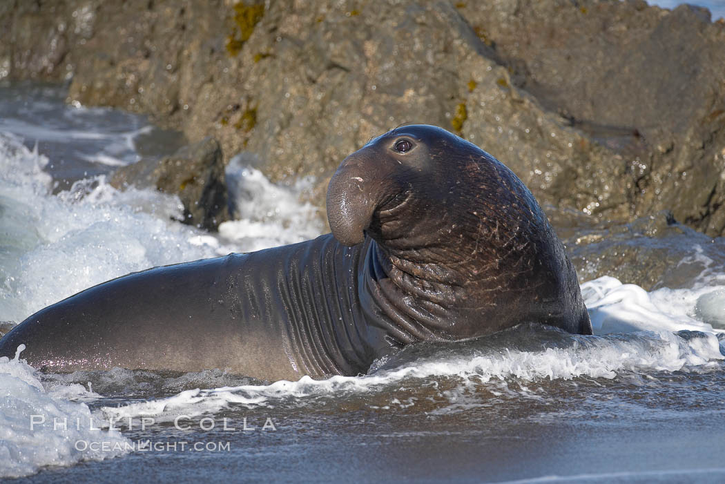Adult male elephant seal in the surf, displaying the huge proboscis that is characteristic of this species.  Winter, Central California. Piedras Blancas, San Simeon, USA, Mirounga angustirostris, natural history stock photograph, photo id 15437