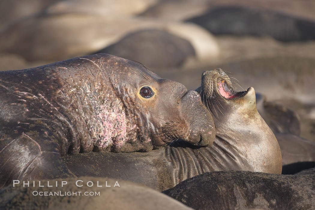 A bull elephant seal forceably mates (copulates) with a much smaller female, often biting her into submission and using his weight to keep her from fleeing.  Males may up to 5000 lbs, triple the size of females.  Sandy beach rookery, winter, Central California. Piedras Blancas, San Simeon, USA, Mirounga angustirostris, natural history stock photograph, photo id 15445