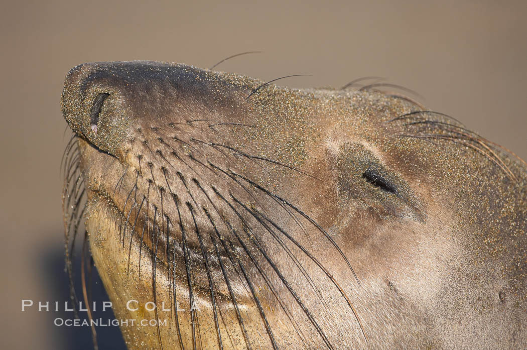 Whiskers on an adult female elephant seal.  Central California. Piedras Blancas, San Simeon, USA, Mirounga angustirostris, natural history stock photograph, photo id 15469