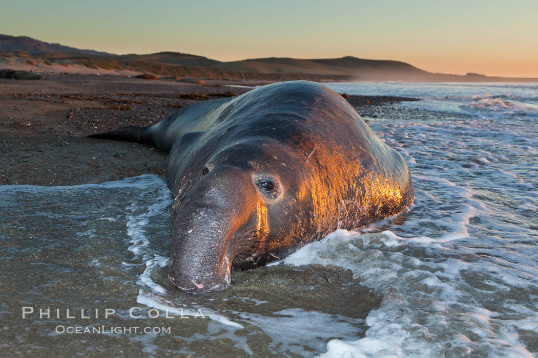 Northern elephant seal., Mirounga angustirostris, natural history stock photograph, photo id 26692