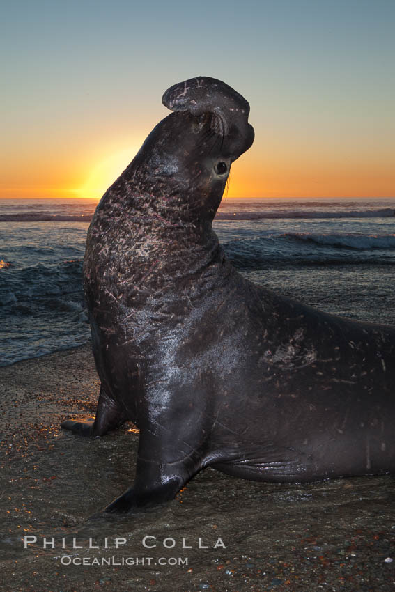 Northern elephant seal., Mirounga angustirostris, natural history stock photograph, photo id 26691
