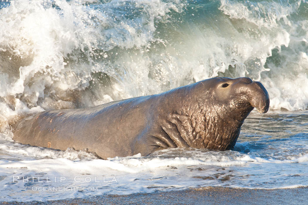 Northern elephant seal., Mirounga angustirostris, natural history stock photograph, photo id 26695