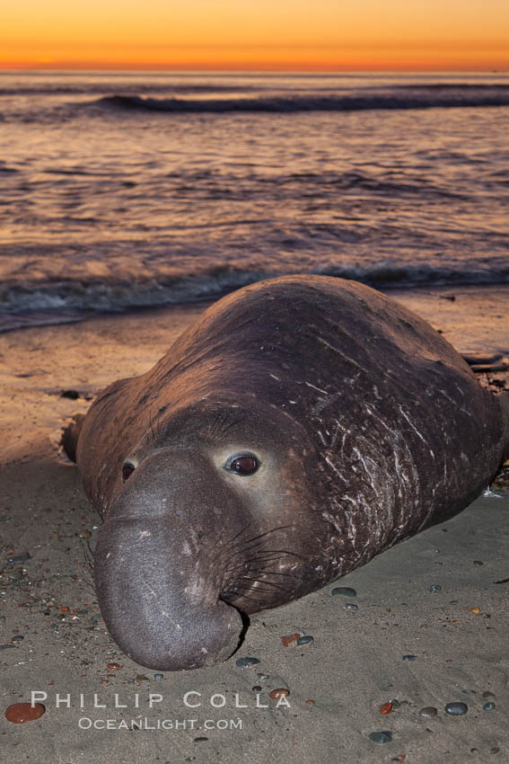 Northern elephant seal., Mirounga angustirostris, natural history stock photograph, photo id 26689