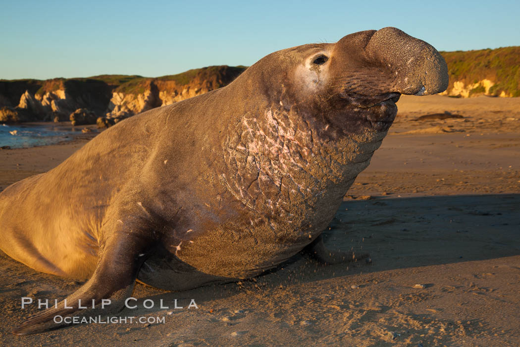 Northern elephant seal., Mirounga angustirostris, natural history stock photograph, photo id 26693