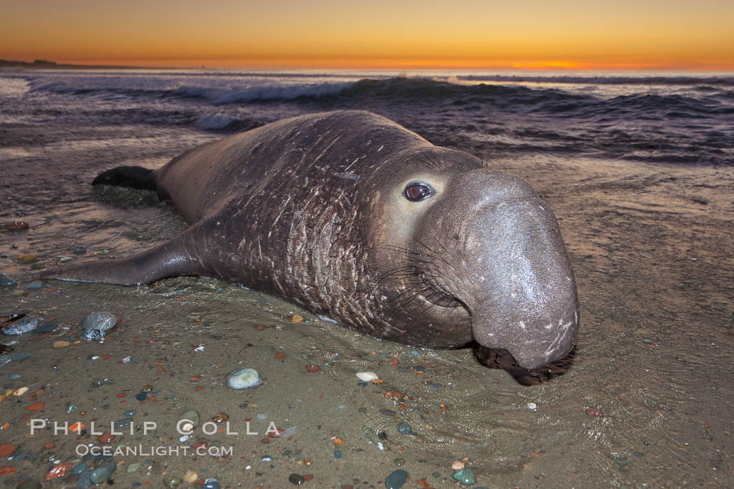 Northern elephant seal., Mirounga angustirostris, natural history stock photograph, photo id 26697