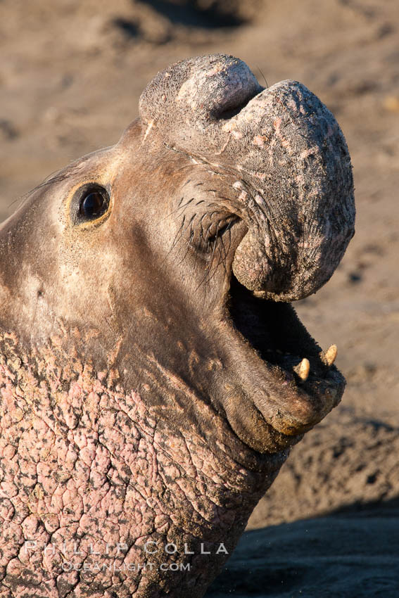 Northern elephant seal., Mirounga angustirostris, natural history stock photograph, photo id 26705