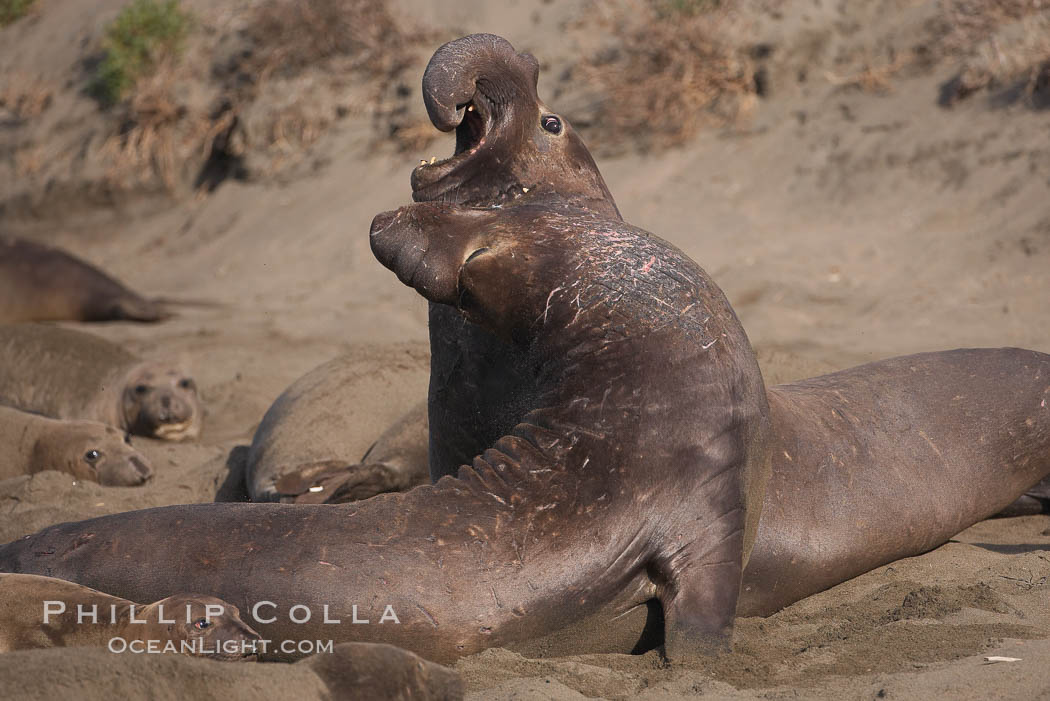 Male elephant seals (bulls) rear up on their foreflippers and fight for territory and harems of females.  Bull elephant seals will haul out and fight from December through March, nearly fasting the entire time as they maintain their territory and harem.  They bite and tear at each other on the neck and shoulders, drawing blood and creating scars on the tough hides.  Sandy beach rookery, winter, Central California. Piedras Blancas, San Simeon, USA, Mirounga angustirostris, natural history stock photograph, photo id 15468