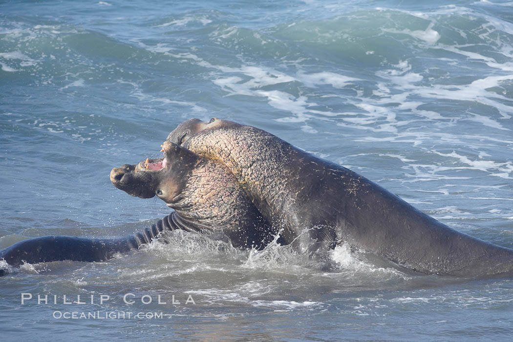 Male elephant seals (bulls) rear up on their foreflippers and fight in the surf for access for mating females that are in estrous.  Such fighting among elephant seals can take place on the beach or in the water.  They bite and tear at each other on the neck and shoulders, drawing blood and creating scars on the tough hides. Piedras Blancas, San Simeon, California, USA, Mirounga angustirostris, natural history stock photograph, photo id 20408