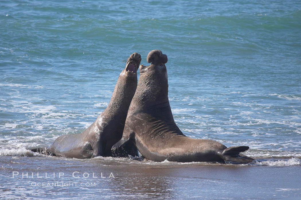 Male elephant seals (bulls) rear up on their foreflippers and fight for territory and harems of females.  Bull elephant seals will haul out and fight from December through March, nearly fasting the entire time as they maintain their territory and harem.  They bite and tear at each other on the neck and shoulders, drawing blood and creating scars on the tough hides.  Sandy beach rookery, winter, Central California. Piedras Blancas, San Simeon, USA, Mirounga angustirostris, natural history stock photograph, photo id 15467