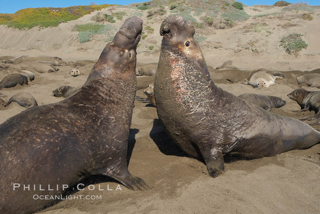 Male elephant seals (bulls) rear up on their foreflippers and fight for territory and harems of females.  Bull elephant seals will haul out and fight from December through March, nearly fasting the entire time as they maintain their territory and harem.  They bite and tear at each other on the neck and shoulders, drawing blood and creating scars on the tough hides.  Sandy beach rookery, winter, Central California. Piedras Blancas, San Simeon, USA, Mirounga angustirostris, natural history stock photograph, photo id 15519