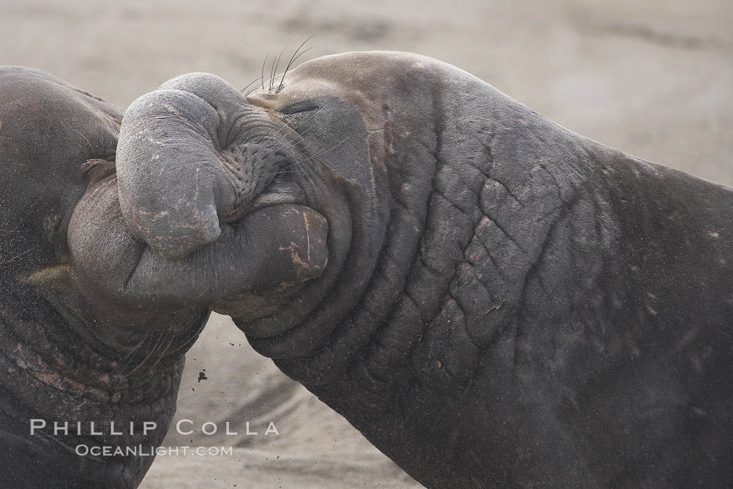 Male elephant seals (bulls) rear up on their foreflippers and fight for territory and harems of females.  Bull elephant seals will haul out and fight from December through March, nearly fasting the entire time as they maintain their territory and harem.  They bite and tear at each other on the neck and shoulders, drawing blood and creating scars on the tough hides, Mirounga angustirostris, Piedras Blancas, San Simeon, California