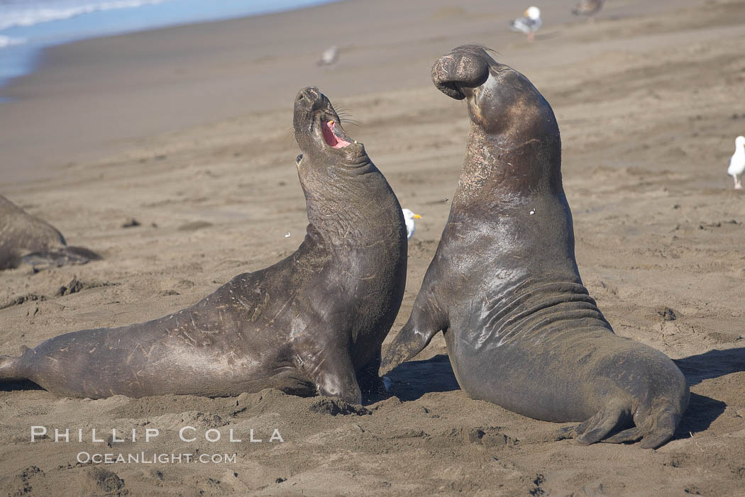 Male elephant seals (bulls) rear up on their foreflippers and fight for territory and harems of females.  Bull elephant seals will haul out and fight from December through March, nearly fasting the entire time as they maintain their territory and harem.  They bite and tear at each other on the neck and shoulders, drawing blood and creating scars on the tough hides. Piedras Blancas, San Simeon, California, USA, Mirounga angustirostris, natural history stock photograph, photo id 20379