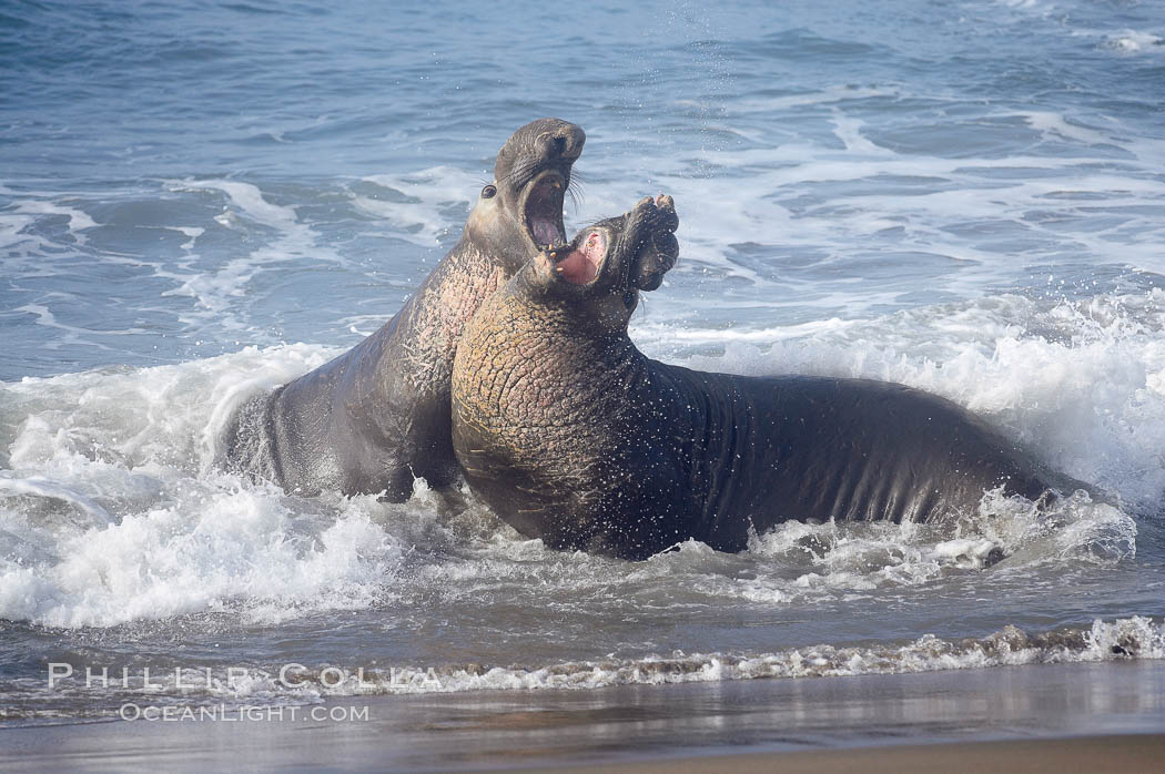 Male elephant seals (bulls) rear up on their foreflippers and fight in the surf for access for mating females that are in estrous. Such fighting among elephant seals can take place on the beach or in the water. They bite and tear at each other on the neck and shoulders, drawing blood and creating scars on the tough hides, Mirounga angustirostris, Piedras Blancas, San Simeon, California