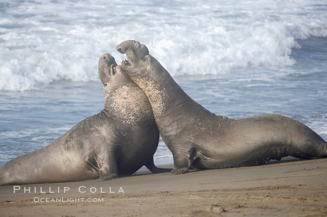 Male elephant seals (bulls) rear up on their foreflippers and fight for territory and harems of females.  Bull elephant seals will haul out and fight from December through March, nearly fasting the entire time as they maintain their territory and harem.  They bite and tear at each other on the neck and shoulders, drawing blood and creating scars on the tough hides. Piedras Blancas, San Simeon, California, USA, Mirounga angustirostris, natural history stock photograph, photo id 20377