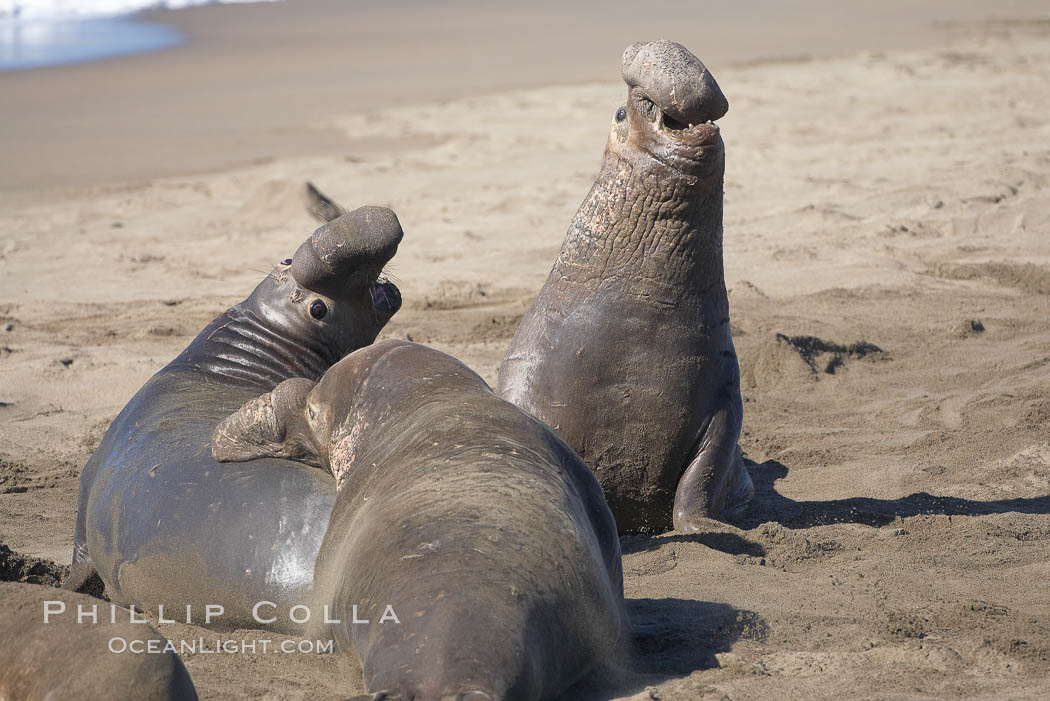 Male elephant seals (bulls) rear up on their foreflippers and fight for territory and harems of females.  Bull elephant seals will haul out and fight from December through March, nearly fasting the entire time as they maintain their territory and harem.  They bite and tear at each other on the neck and shoulders, drawing blood and creating scars on the tough hides. Piedras Blancas, San Simeon, California, USA, Mirounga angustirostris, natural history stock photograph, photo id 20381