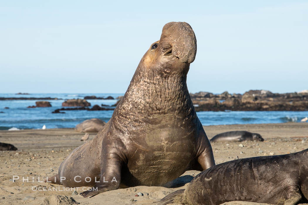 Northern elephant seals, Piedras Blancas. San Simeon, California, USA, Mirounga angustirostris, natural history stock photograph, photo id 35134