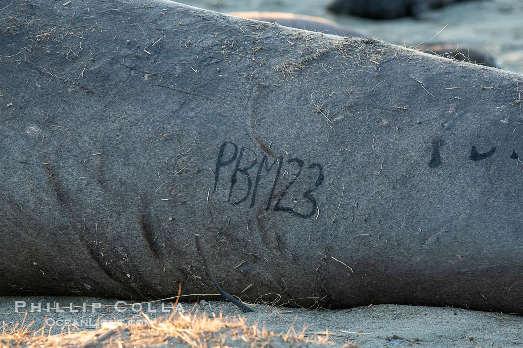 Northern elephant seals, Piedras Blancas., Mirounga angustirostris, natural history stock photograph, photo id 35154