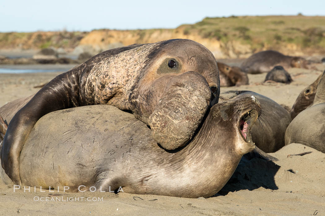 A bull elephant seal forceably mates (copulates) with a much smaller female, often biting her into submission and using his weight to keep her from fleeing. Males may up to 5000 lbs, triple the size of females. Sandy beach rookery, winter, Central California. Piedras Blancas, San Simeon, USA, Mirounga angustirostris, natural history stock photograph, photo id 35132