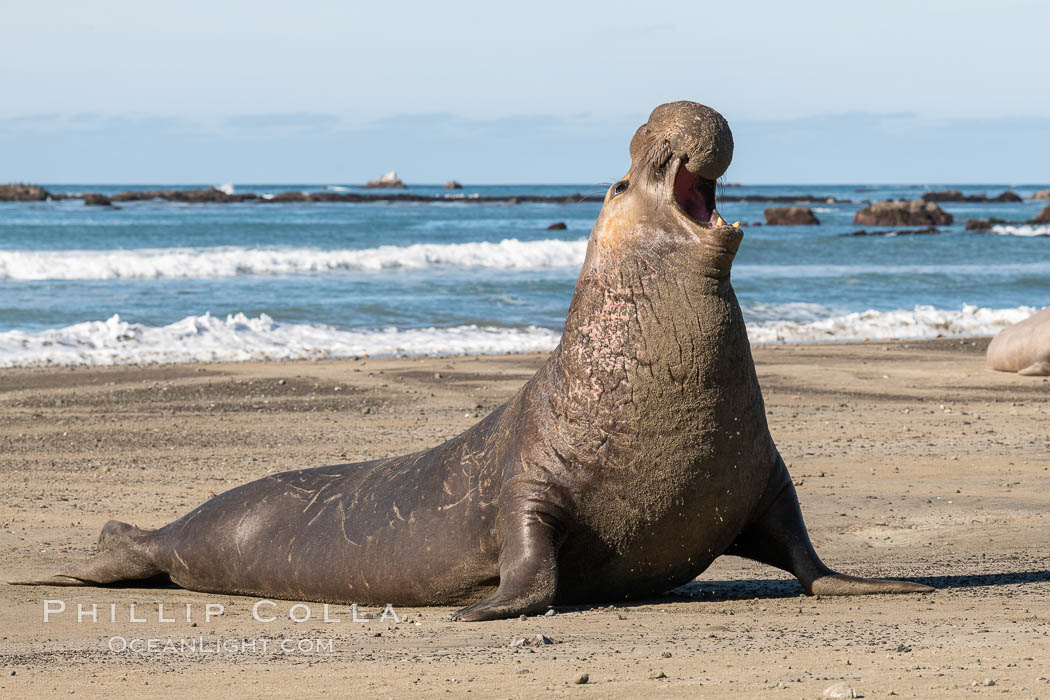 Bull elephant seal, adult male, bellowing. Its huge proboscis is characteristic of male elephant seals. Scarring from combat with other males. Piedras Blancas, San Simeon, California, USA, Mirounga angustirostris, natural history stock photograph, photo id 35143