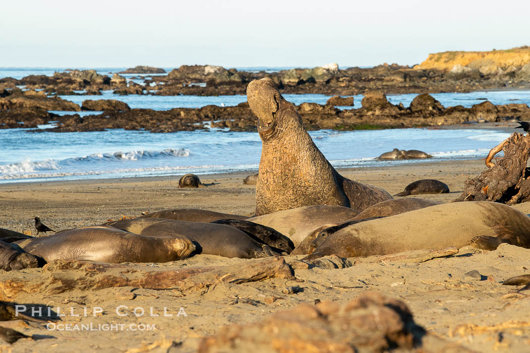 Northern elephant seals, Piedras Blancas., Mirounga angustirostris, natural history stock photograph, photo id 35151