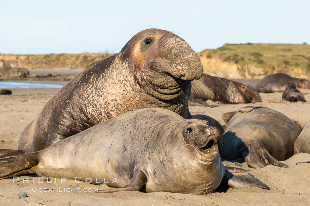 A bull elephant seal forceably mates (copulates) with a much smaller female, often biting her into submission and using his weight to keep her from fleeing. Males may up to 5000 lbs, triple the size of females. Sandy beach rookery, winter, Central California. Piedras Blancas, San Simeon, USA, Mirounga angustirostris, natural history stock photograph, photo id 35133