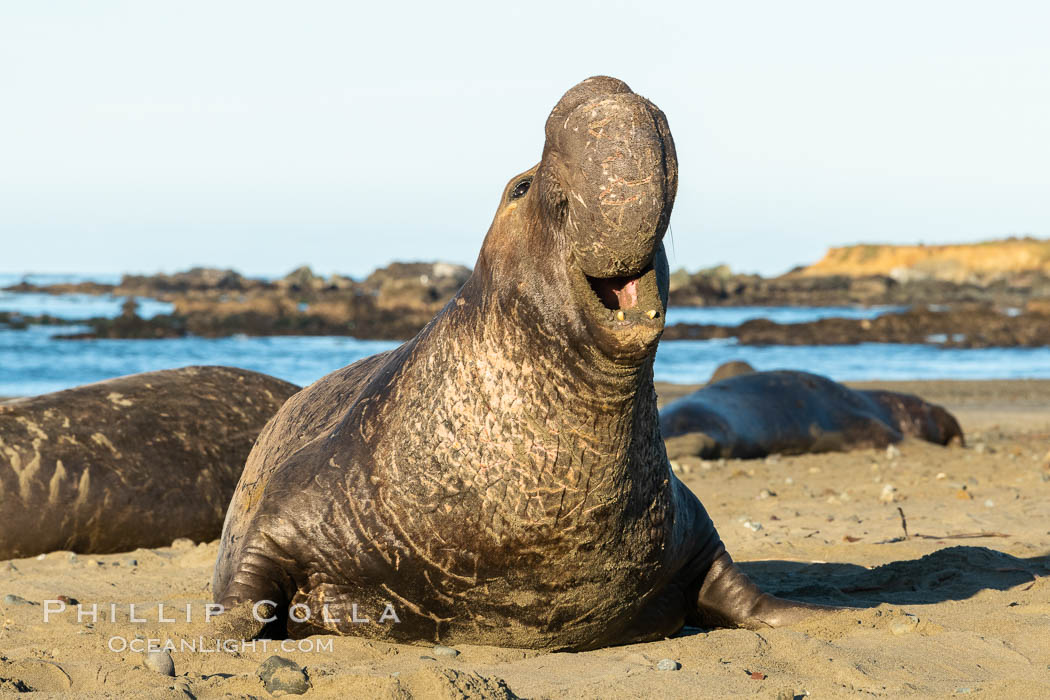 Bull elephant seal, adult male, bellowing. Its huge proboscis is characteristic of male elephant seals. Scarring from combat with other males. Piedras Blancas, San Simeon, California, USA, Mirounga angustirostris, natural history stock photograph, photo id 35149