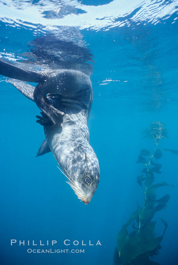 Northern fur seal, Callorhinus ursinus, San Miguel Island