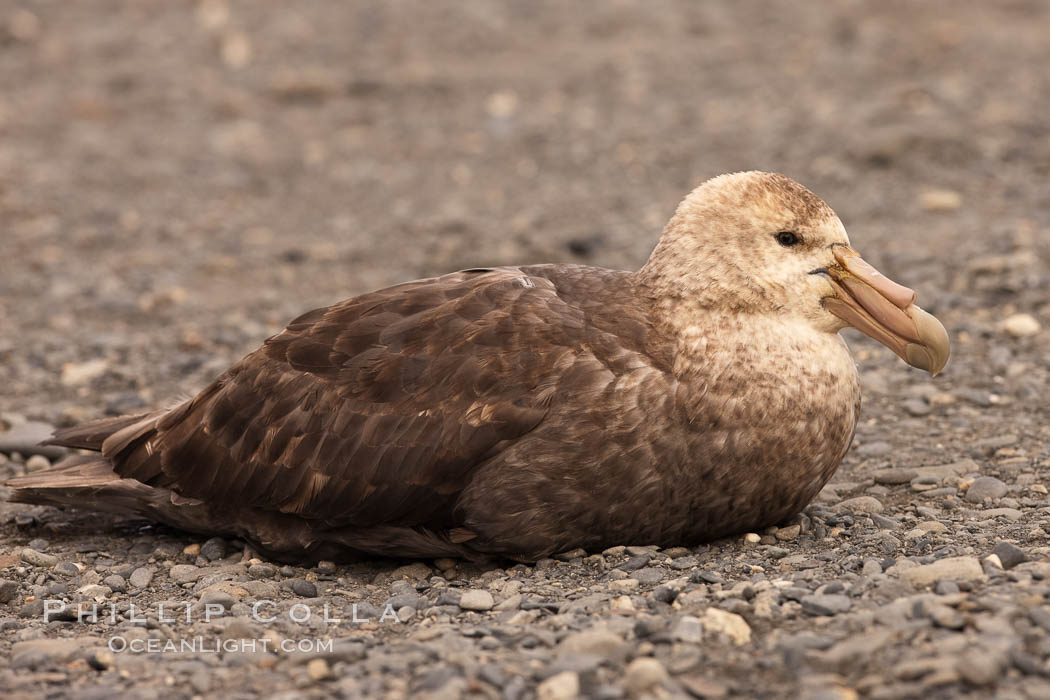 Northern giant petrel on pebble beach. Right Whale Bay, South Georgia Island, Macronectes halli, natural history stock photograph, photo id 24348