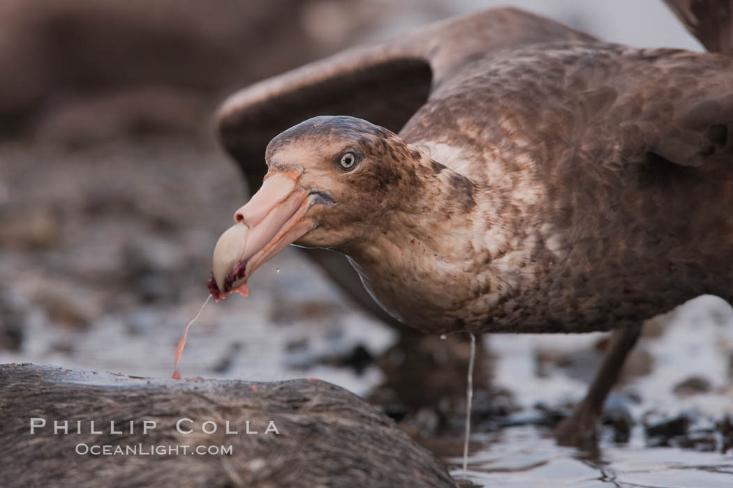 Northern giant petrel scavenging a fur seal carcass.  Giant petrels will often feed on carrion, defending it in a territorial manner from other petrels and carrion feeders. Right Whale Bay, South Georgia Island, Macronectes halli, natural history stock photograph, photo id 23683
