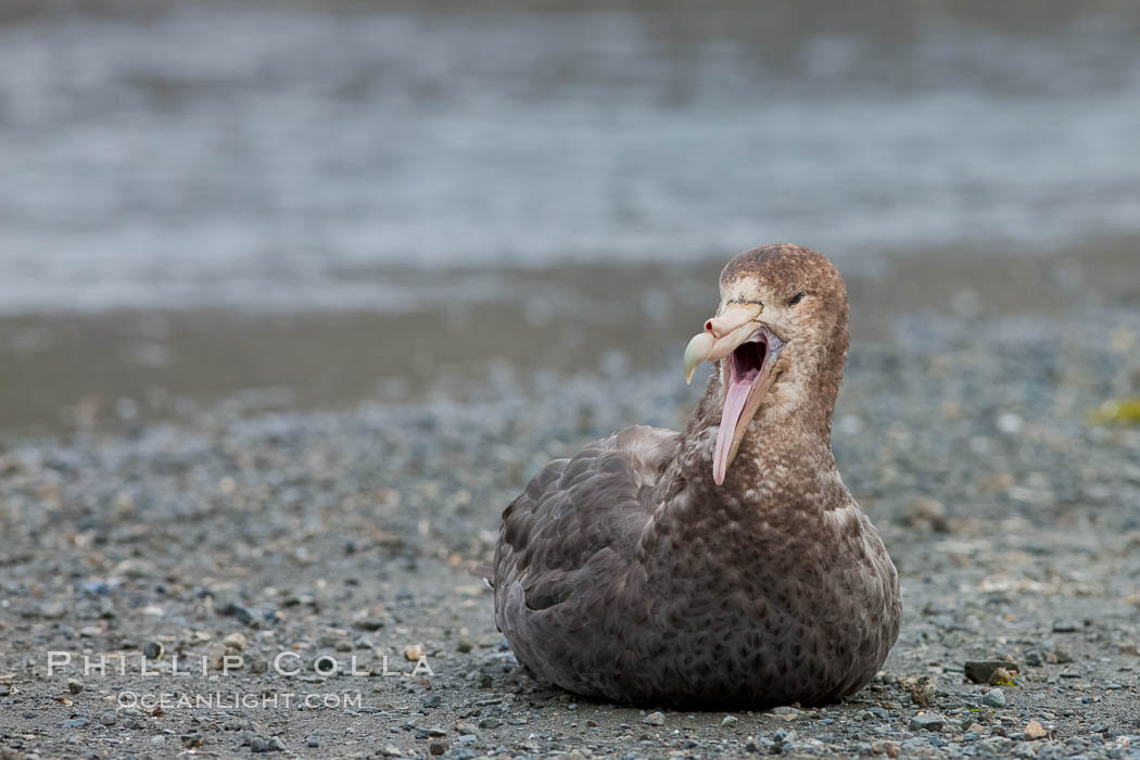 Northern giant petrel, opening beak, sitting on pebble beach. Right Whale Bay, South Georgia Island, Macronectes halli, natural history stock photograph, photo id 23689