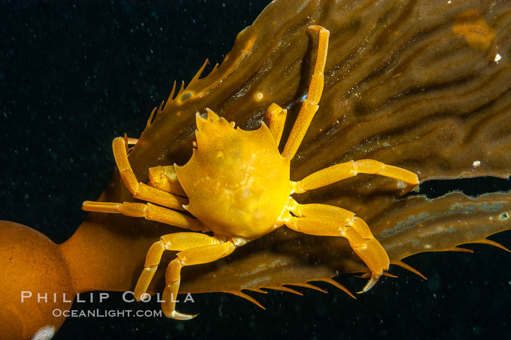 Northern kelp crab crawls amidst kelp blades and stipes, midway in the water column (below the surface, above the ocean bottom) in a giant kelp forest. San Nicholas Island, California, USA, Macrocystis pyrifera, Pugettia producta, natural history stock photograph, photo id 10218