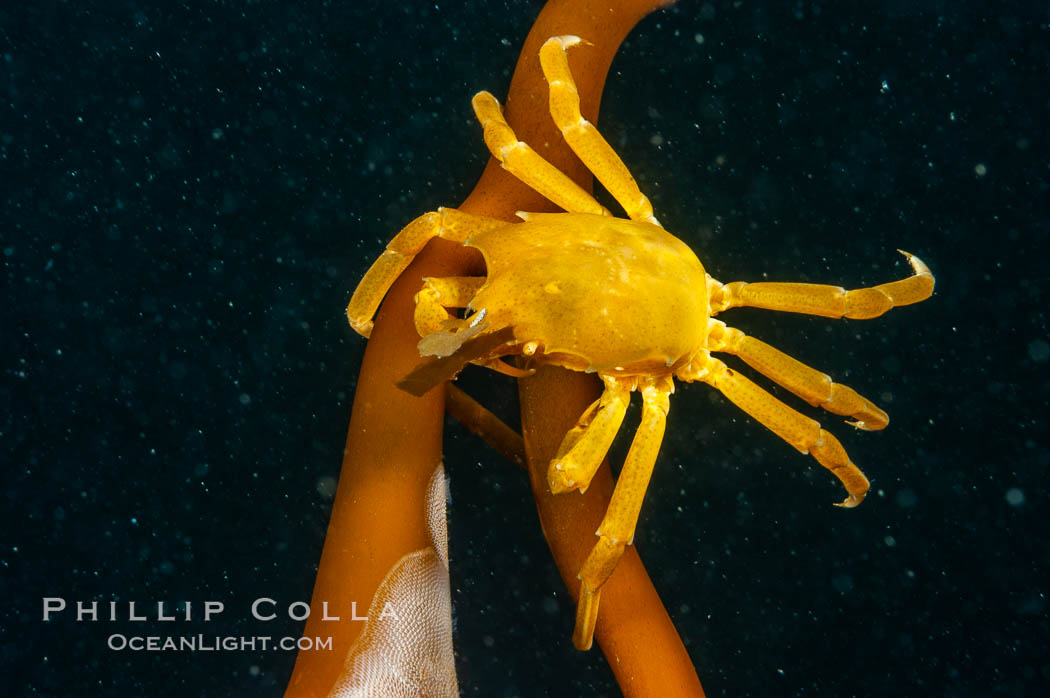 Northern kelp crab crawls amidst kelp blades and stipes, midway in the water column (below the surface, above the ocean bottom) in a giant kelp forest. San Nicholas Island, California, USA, Macrocystis pyrifera, Pugettia producta, natural history stock photograph, photo id 10222
